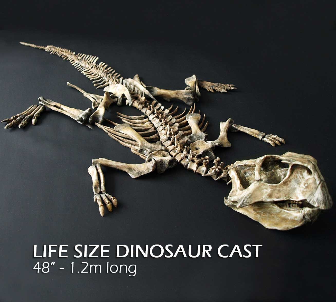 life size dinosaur skeleton for sale