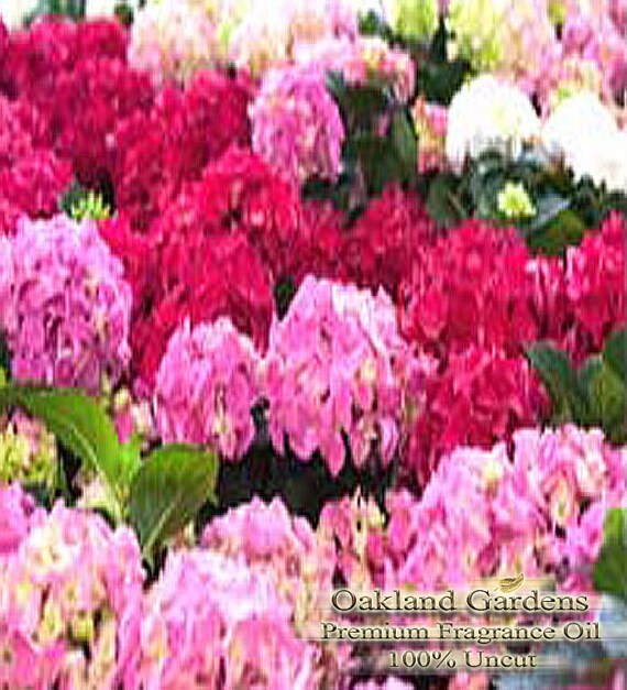 oz 30ml Hydrangea Fragrance Oil  Premium Grade  Luscious hydrangea 