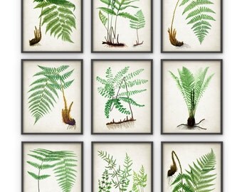 Antique Fern Botanical Art Print Set of 9 by QuantumPrints