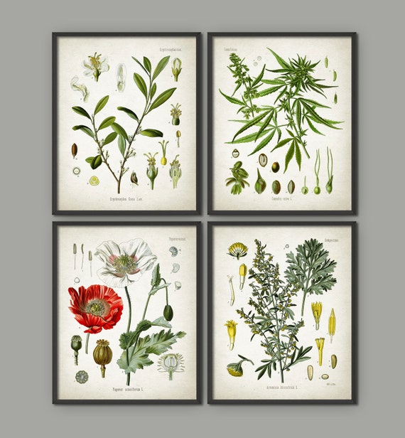 Drug Plants Print Set Of 4 Vintage Cocaine Cannabis Opium