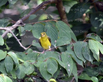 edible bird etsy edible bird etsy