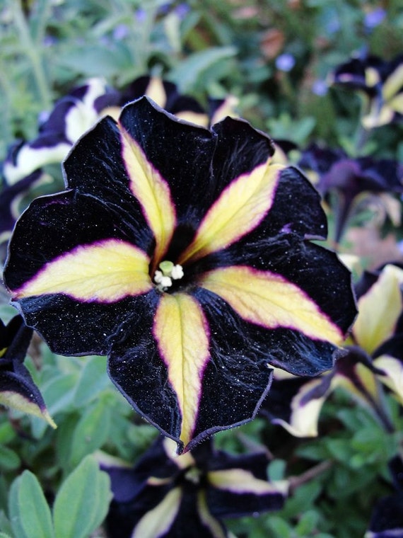 Phantom Petunia Flower Seeds Garden Bonsai Petunia by Greenworld1