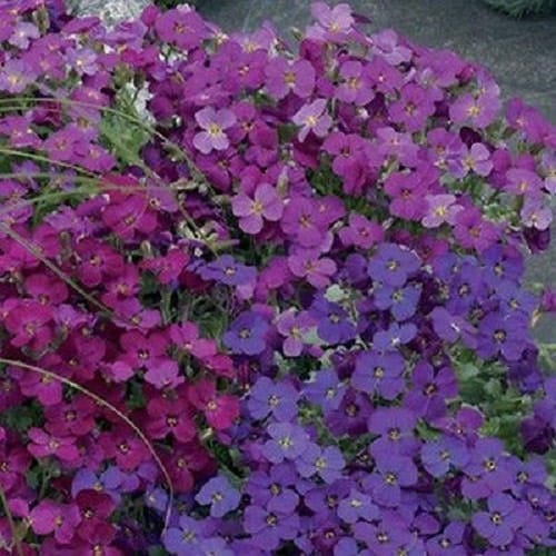 Aubrieta Rock Cress Mix Flower Seeds Perennial 50 8044