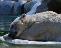 Unique bronx zoo related items | Etsy