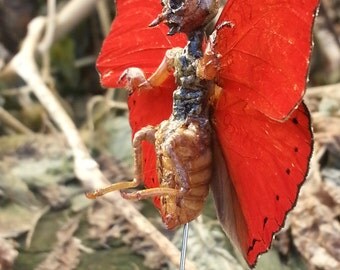 Blood Glider Pixie, Macabre Oddity, Dead Fairy Horror Prop for a Collection of Curiosities or Oddities!