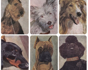 Dogs. Set of 6 Vintage Polish Postcards -- 1970?