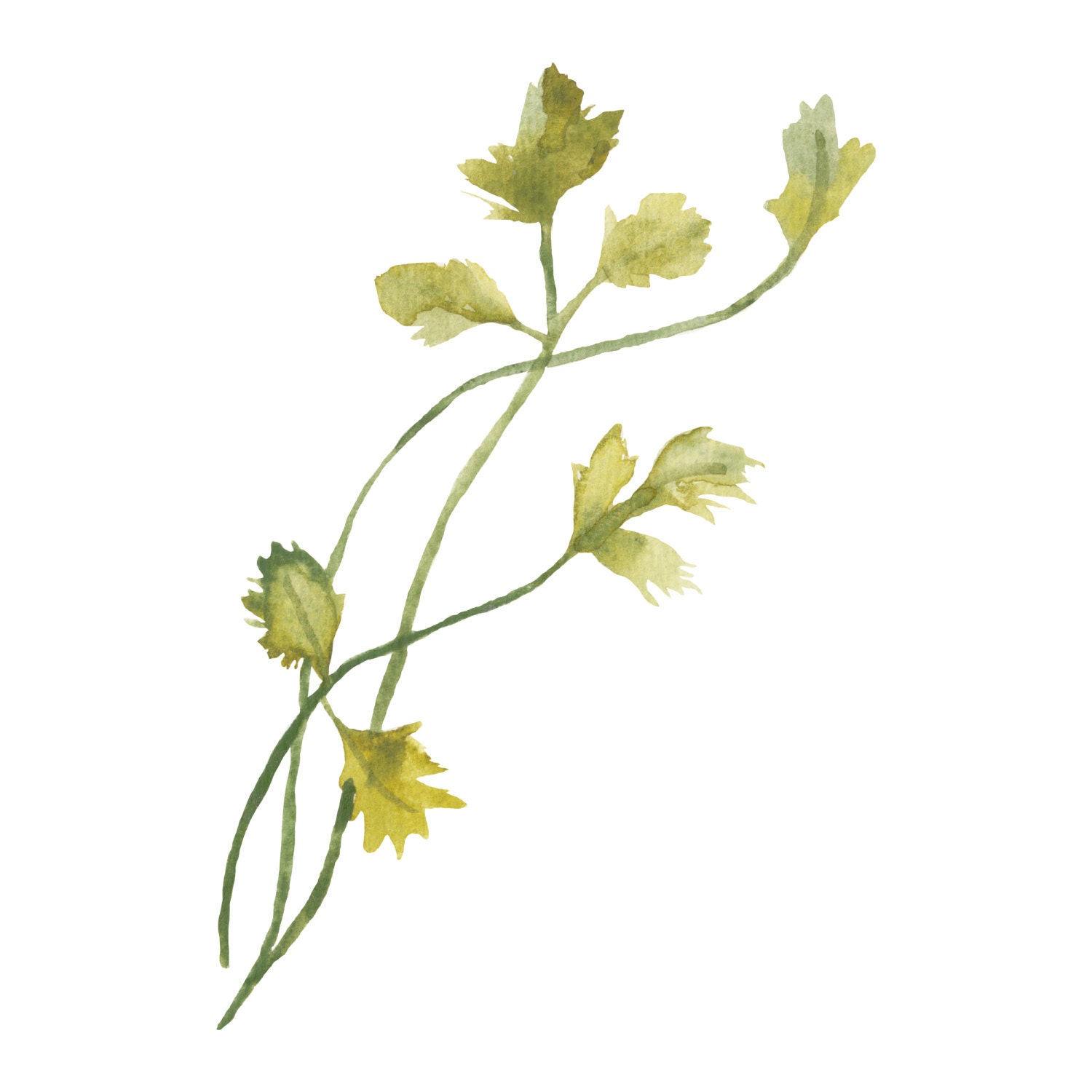 Watercolour Cilantro Tattoo Herb Tattoo Leaves by InsanityINK