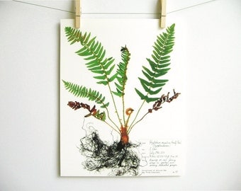 Western Sword Fern Print, #45, pressed fern botanical print herbarium specimen art print fern fiddlehead pressed plant art botany wall art