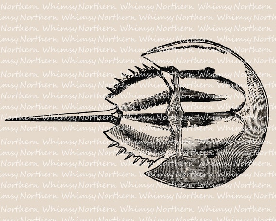 Horseshoe Crab Clip Art Beach Clip Art Crab Illustration