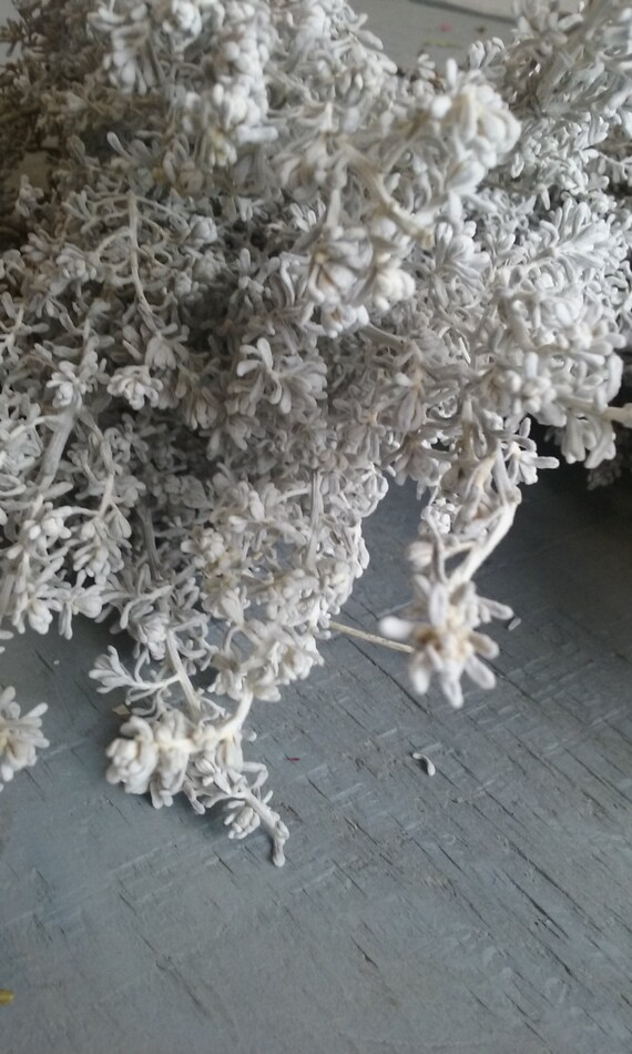 Dried Dusty Miller Lambs Ear Dried Craft Bunch