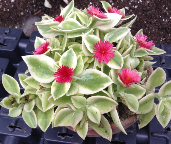 Live Baby Sunrose Heart Leaf Iceplant Nice Full by BilliesBloomers