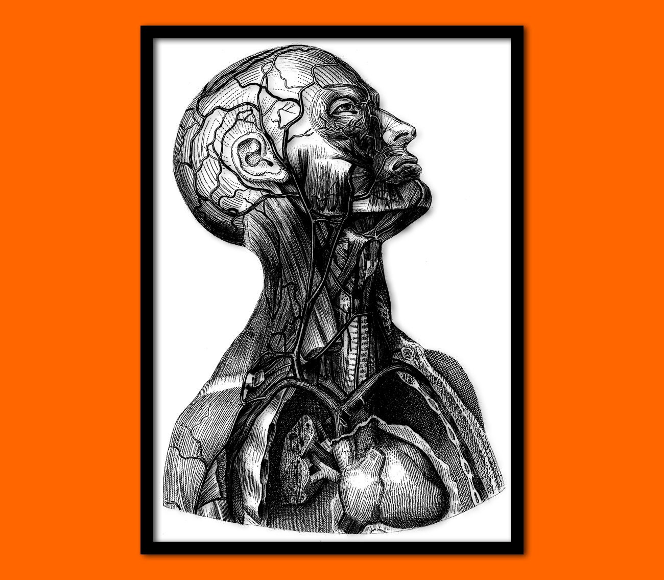 Anatomy Poster Medical Decor Human Anatomical Medical Wall