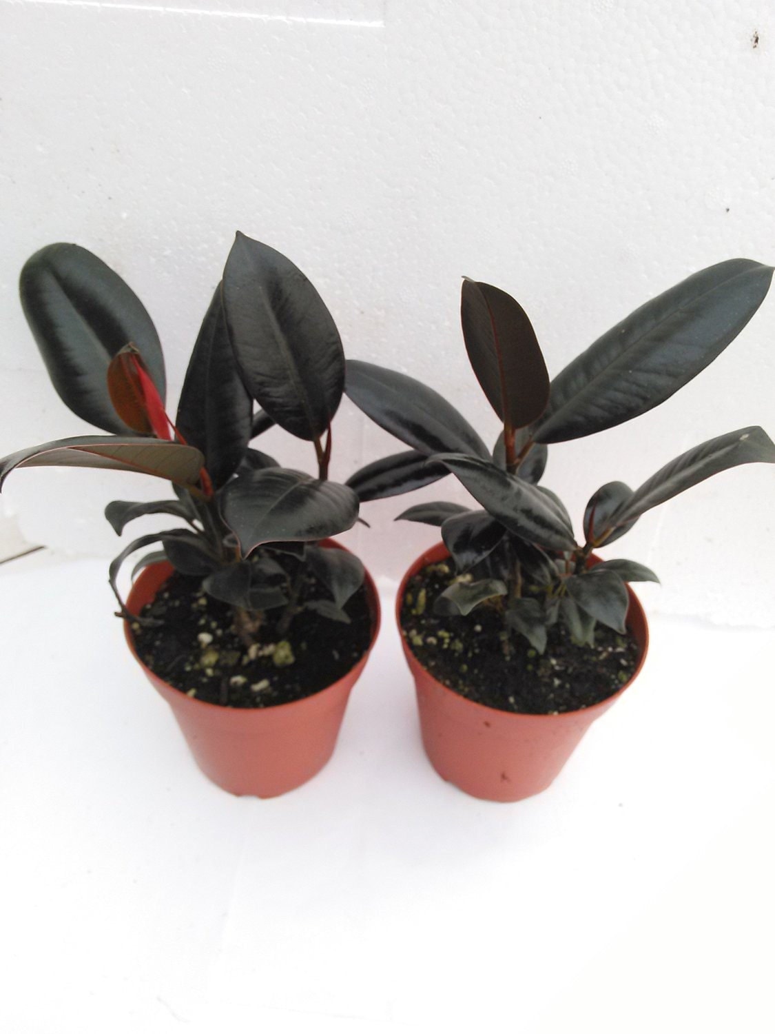 Burgundy Rubber Tree Plant - Ficus