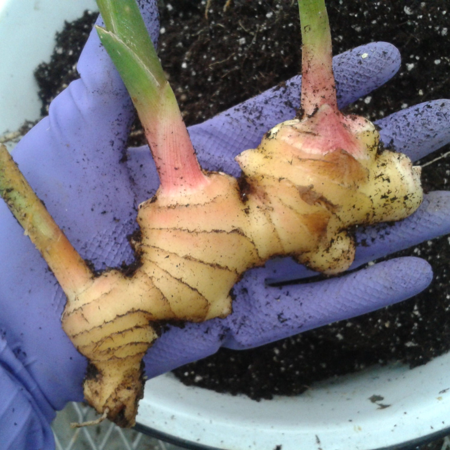Edible Ginger Plant