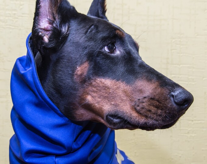 Doberman single coat