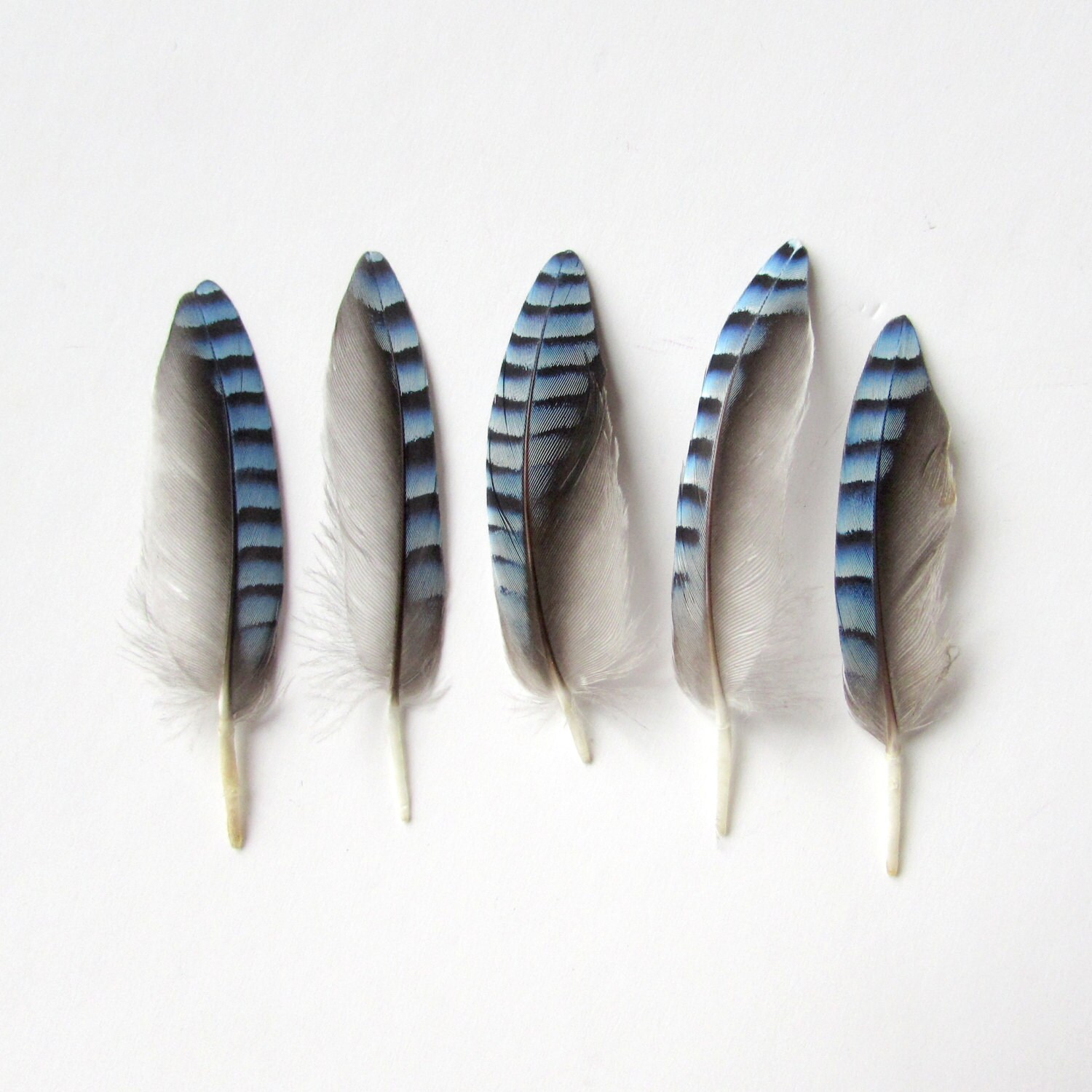 Blue Jay Feathers