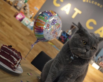  Cat  Cafe  Manchester  Gift Voucher