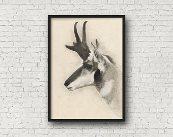 Pronghorn | Etsy