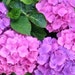Miss Lilac