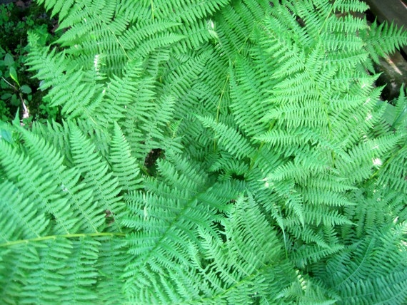 Lady Fern. Clump Of 5 To 6 Ferns. Delicate Looking But Tough