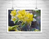 Wildflower Print, Fine Art Photography, Yellow Columbine, Flower Print, Floral Art, Nature Photography, Spring Art, Wall Print, Wilderness Wildflower Print, Fine Art Photography, Yellow Columbine, Flower Print, Floral Art, Nature Photography, Spring Art, Wall Print, Wilderness