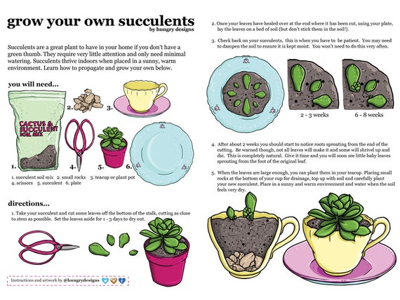 grow your own succulents propagation instructions a4 art grow your own succulents propagation instructions a4 art