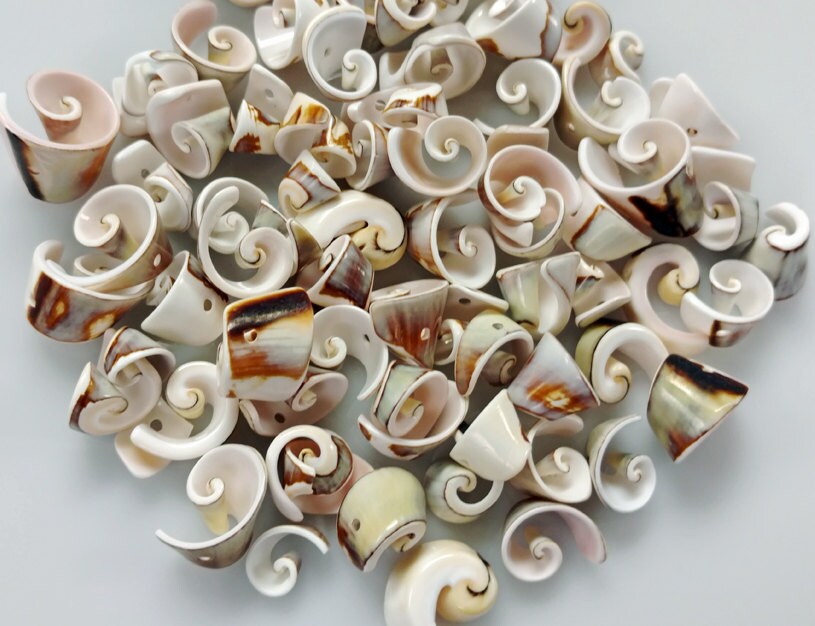 Natural Spiral Shell Beads GM342