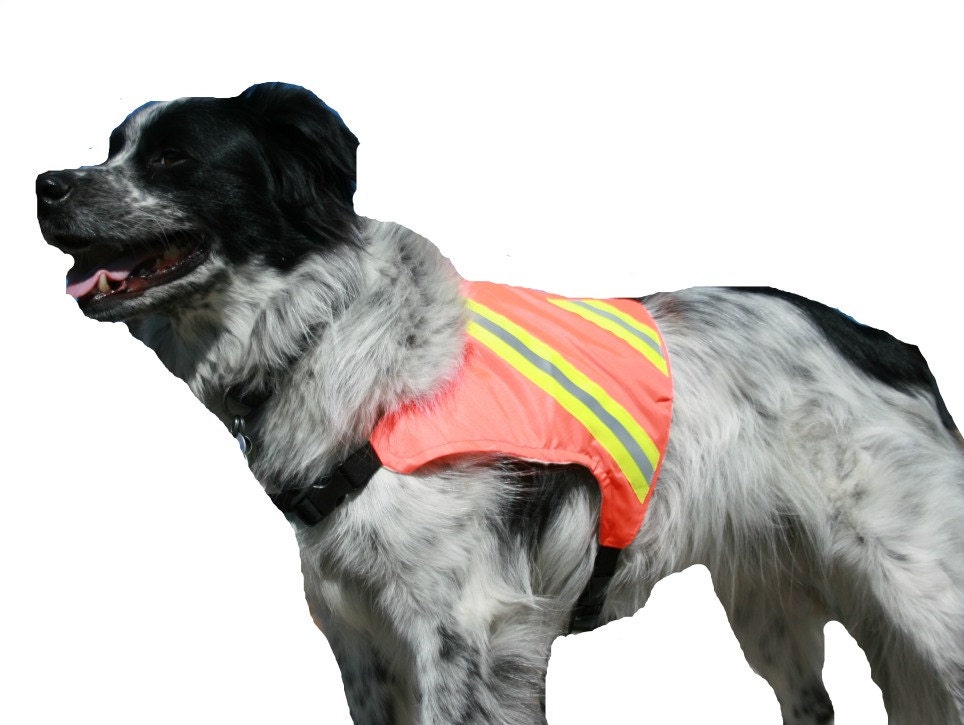 Dog Safety Vest custom made of high visibility orange by madebyde