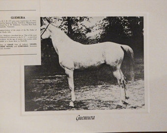 Vintage Crabbet Arabian Horse Art Print - Guemura