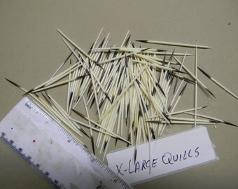 Large Porcupine Quills