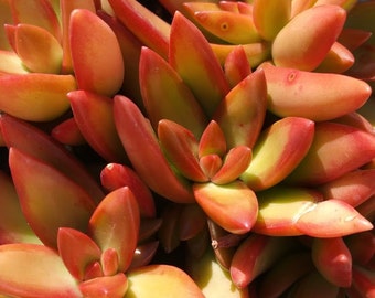 Succulent Plant Sedum Aurora. Chubby jelly bean type leaves