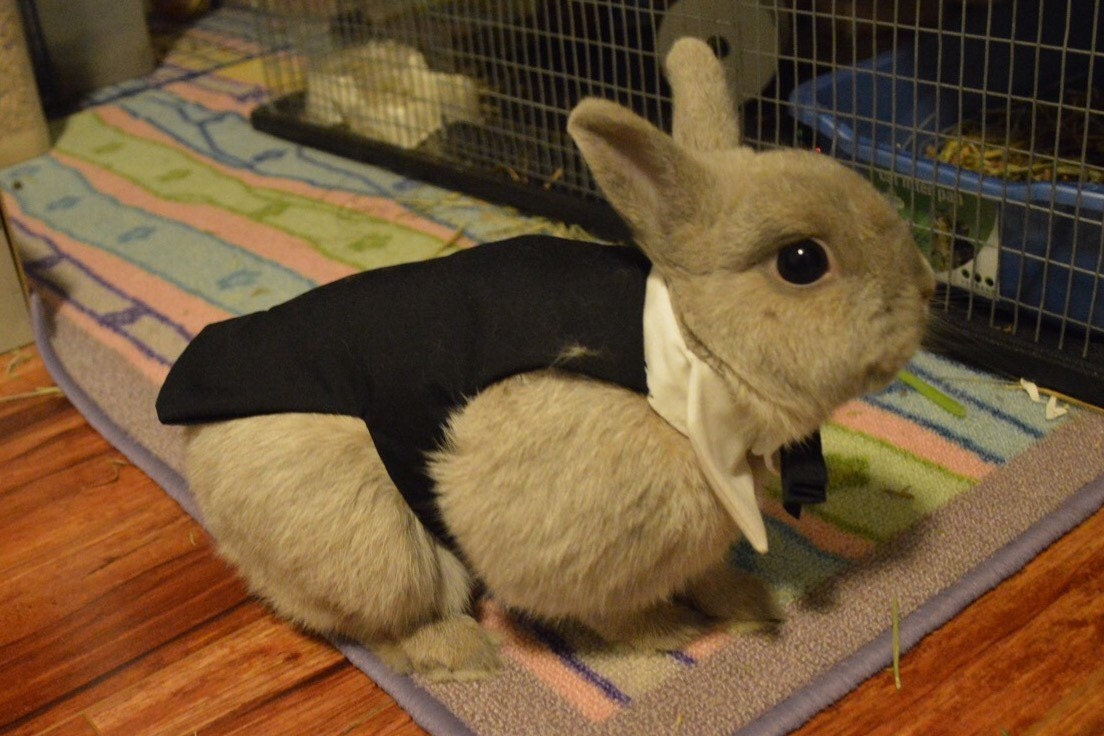 Bunny rabbit tuxedo