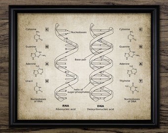Vintage DNA & RNA Print - Genetic Code - Double Helix - Biology Science Illustration - Printable Art - Single Print #623 - Instant Download