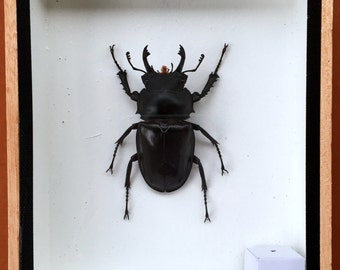Taxidermie insecte | Etsy