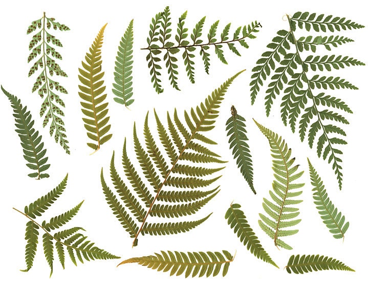 Clipart FERN LEAF Digital Resource. Digital