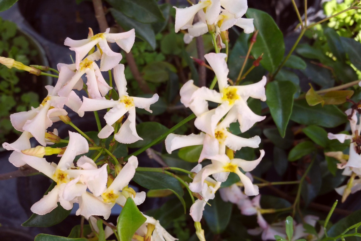 PINK SHOWERS Confederate Jasmine Vine Plant Fragrant Pink