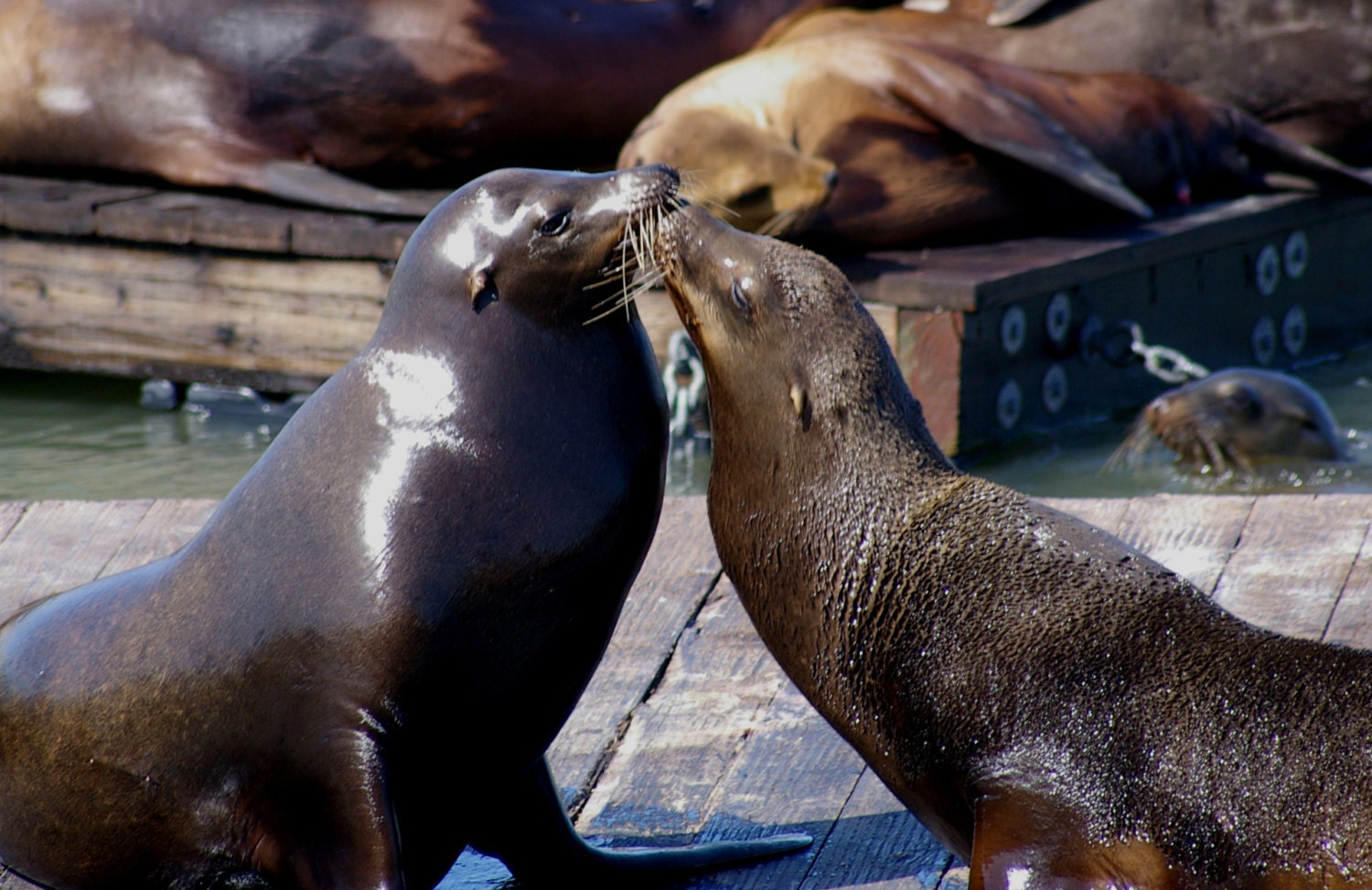 Seal Photography Seal Kissing Wildlife Nature Animal