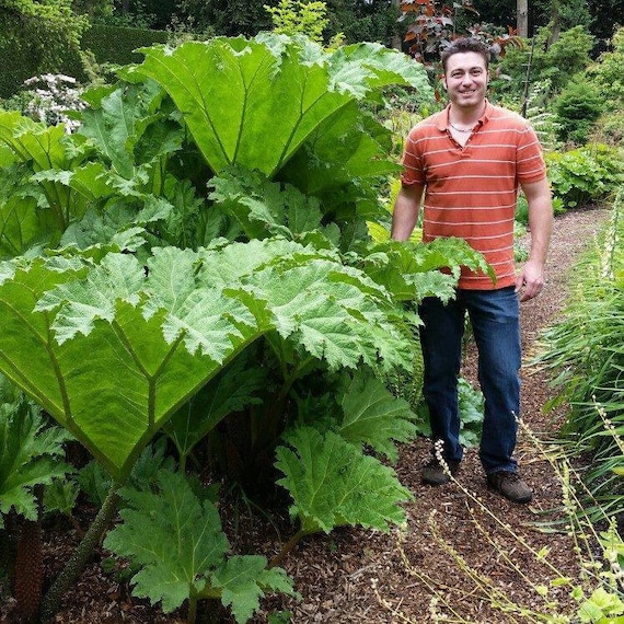 Gunnera Manicata GIANT RHUBARB Dinosaur by