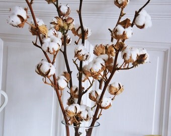 2 X Organic dried cotton stems | 2 Cotton branches | Cotton ball stalks l arrangement | natural dried plant | natural wedding decor