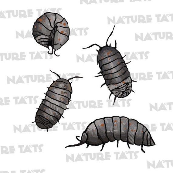 Roly Poly Temporary Tattoo Set of 8 Pill Bugs Life by NatureTats