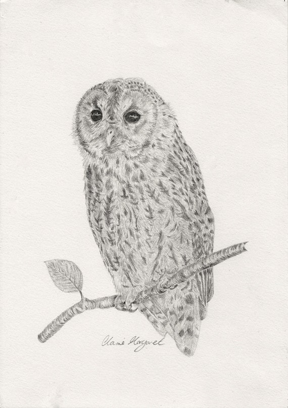 Owl ARCHIMEDES Pencil Drawing Print Greeting by DeerstoneStudios