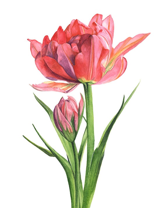 Tulip watercolour print tulip watercolor painting