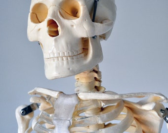 Vintage Medical Model Skeleton on Stand