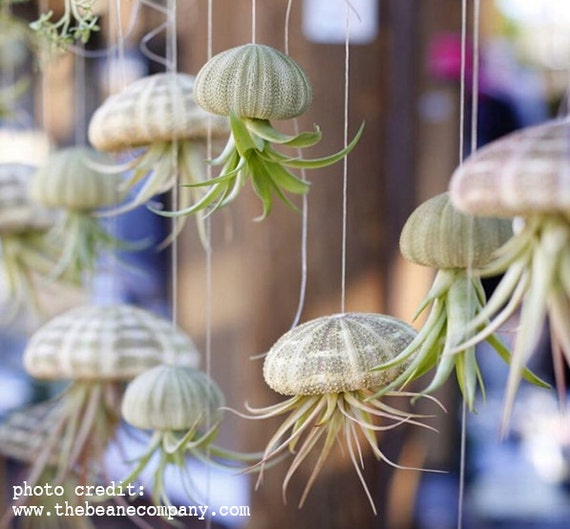 Small Air Plant Jellyfish Hanging Planter Air Plant Home