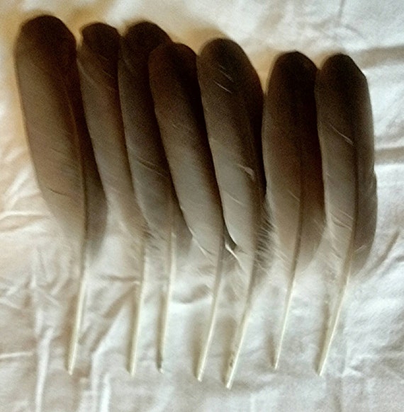 Seven Canadian Goose Wing Feathers Excellent by StandsWithMany