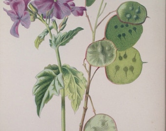 1879 HONESTY Original Antique Botanical Lithograph - Botany - Flower - Wall Decor - Home Decor - Matted & Ready to Frame