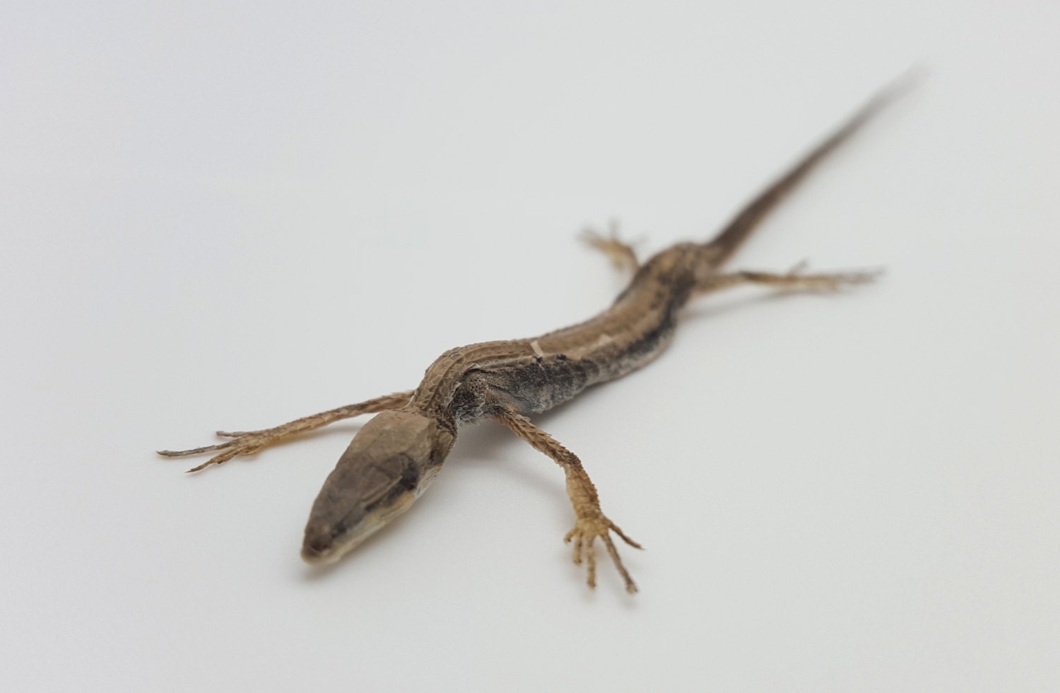 A1 Takydromus sexlineatus Long-Tailed Grass Lizard Taxidermy