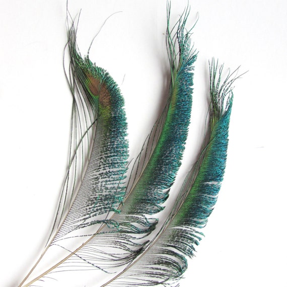 Peacock Sword Feathers