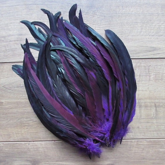 Purple Rooster Tail Feathers 1216