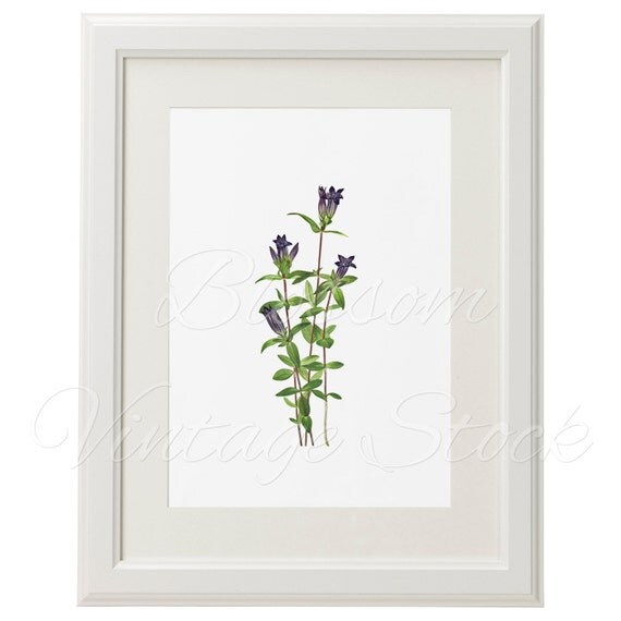 Vintage Botanical Image Blue Flower Clipart by BlossomVintageStock